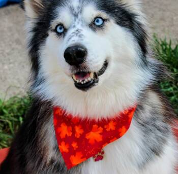 Rescue Alaskan Malamute Dogs for Adoption in North Richland Hills, Texas - Koda | PetCurious