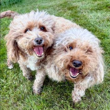 Tulip -  Miniature Poodle Dog for Adoption in Bellingham, Washington - Tulip | PetCurious