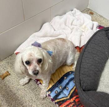 Maltese Dogs Available for Adoption in Fairfax, Virginia - Tinkerbell *Adopt Or Foster* | PetCurious