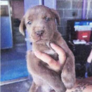 Rescue Mixed Breed Dogs for Adoption in Tacoma, Washington - Orchard | PetCurious