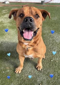 MORETTI -  Labrador Retriever and Mixed Breed Dog for Adoption in Doral, Florida - MORETTI | PetCurious