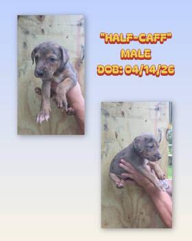 Catahoula Leopard Dog and Australian Shepherd Dogs Available for Adoption in Baker, Louisiana - Half Caff | PetCurious
