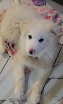 Great Pyrenees Dogs Available for Adoption - Bamboo-In Foster | PetCurious
