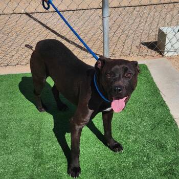 Rescue Pit Bull Terrier Dogs for Adoption in California City, California - Otto | PetCurious