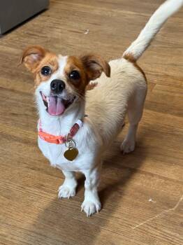 Ciara -  Chihuahua and Bichon Frise Dog for Adoption in Detroit, Michigan - Ciara | PetCurious