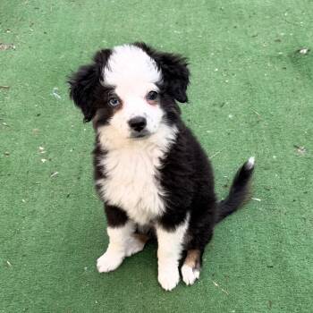 Aussiedoodle Dogs Available for Adoption in Redlands, California - Bonnie  | PetCurious
