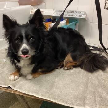 IVHS-Stray-140125 -  Cardigan Welsh Corgi Dog for Adoption in San Gabriel, California - IVHS-Stray-140125 | PetCurious