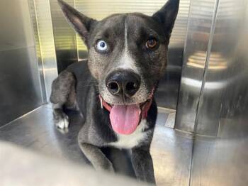 LOBO -  German Shepherd Dog and Mixed Breed Dog for Adoption in Rowlett, Texas - LOBO | PetCurious