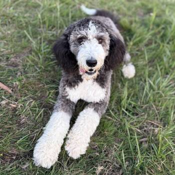 Bernedoodle and Aussiedoodle Dogs Available for Adoption in Ridgefield, Washington - Ms. Gorgeous Jazz | PetCurious