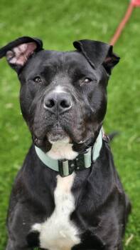 Pit Bull Terrier Dogs Available for Adoption in Eagle, Idaho - Spaghetti --Courtesy Post. Out Of Town Pet. See Below For Detail | PetCurious