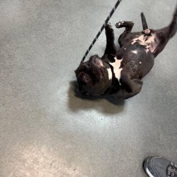 Hunvy (BC-Stray-29204) -  Pit Bull Terrier and Mixed Breed Dog for Adoption in Idaho Falls, Idaho - Hunvy (BC-Stray-29204) | PetCurious