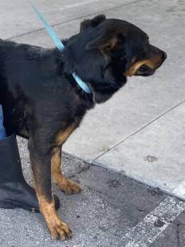 Rescue Rottweiler Dogs for Adoption in Thousand Oaks, California - Joust -- URGENT!!! | PetCurious