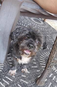 Vader -  Shih Tzu Dog for Adoption in De Pere, Wisconsin - Vader | PetCurious