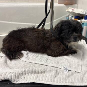 IVHS-Stray-141093 -  Shih Tzu Dog for Adoption in San Gabriel, California - IVHS-Stray-141093 | PetCurious