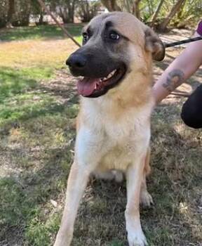 Oliver -  German Shepherd Dog Dog Available for Adoption in Glendale, Arizona - Oliver | PetCurious