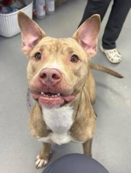 Rescue Mixed Breed Dogs for Adoption in West Chester, Pennsylvania - Raspberry | PetCurious