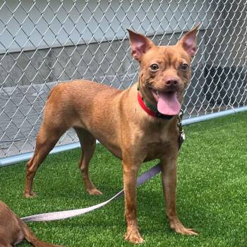 Pricilla -  Boston Terrier and Chihuahua Dog for Adoption in Hoffman Estates, Illinois - Pricilla | PetCurious