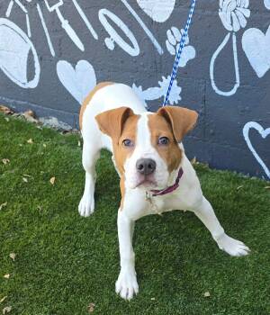 Malbie - foster needed -  Terrier Dog for Adoption in New York, New York - Malbie - Foster Needed | PetCurious