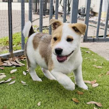 Mixed Breed Dogs Available for Adoption - Bella | PetCurious