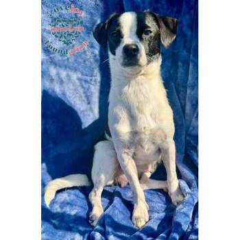 Ellie Mae -  Chihuahua and Terrier Dog for Adoption in Inglewood, California - Ellie Mae | PetCurious