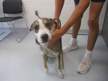 COON -  Plott Hound and Mixed Breed Dog for Adoption in Ocala, Florida - COON | PetCurious