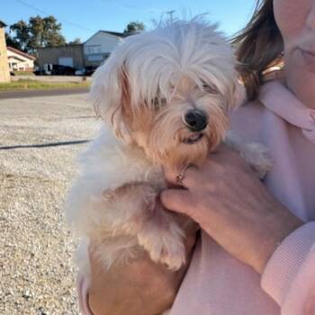Rosemary -  Maltese Dog for Adoption in Normal, Illinois - Rosemary | PetCurious