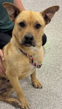 Mixed Breed Dogs Available for Adoption in Georgetown, Ohio - Stumpy | PetCurious