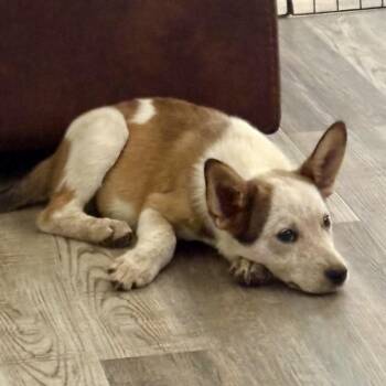 Mixed Breed Dogs Available for Adoption in Brewton, Alabama - Uber | PetCurious