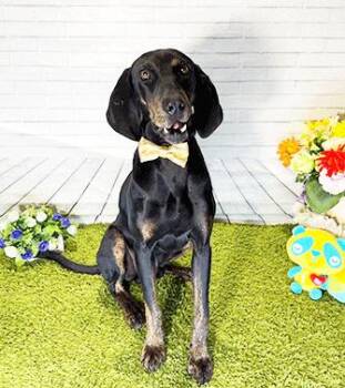 HOWDIE -  Hound Dog for Adoption in Castro Valley, California - HOWDIE | PetCurious