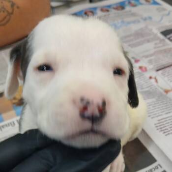 Alana (Lola Pup 1) -  Hound and Mixed Breed Dog for Adoption in Marble, North Carolina - Alana (Lola Pup 1) | PetCurious