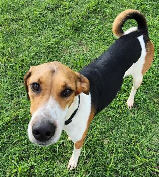 Rescue Treeing Walker Coonhound Dogs for Adoption in Owasso, Oklahoma - Curly Sue Jones | PetCurious