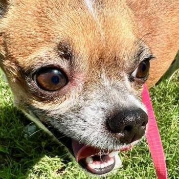 Rescue Chihuahua Dogs for Adoption in Ladson, South Carolina - Paco | PetCurious