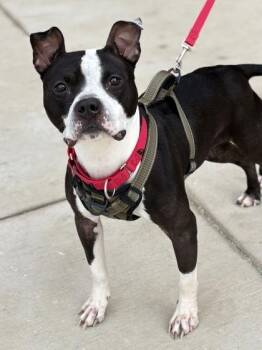 Mixed Breed Dogs Available for Adoption - Boston Cream | PetCurious