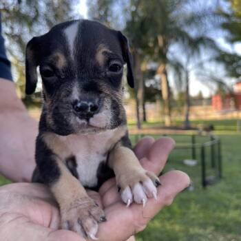 Bacon -  Staffordshire Bull Terrier Dog for Adoption in Lodi, California - Bacon | PetCurious