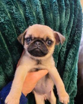 Amore -  Pug Dog for Adoption in Norco, California - Amore | PetCurious