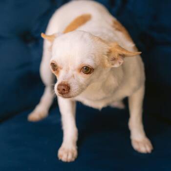 Rita -  Chihuahua Dog for Adoption in Zionsville, Indiana - Rita | PetCurious