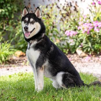Dimitri -  Siberian Husky Dog for Adoption in Council Bluffs, Iowa - Dimitri | PetCurious