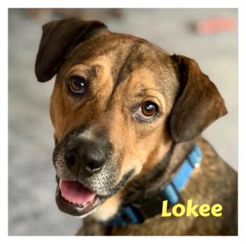 Lokee -  Shepherd and Beagle Dog for Adoption in Orland Park, Illinois - Lokee | PetCurious