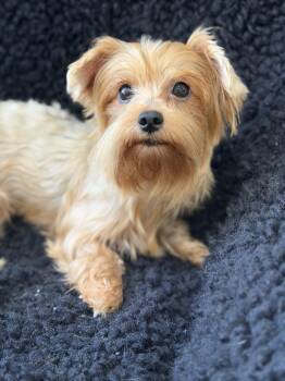 Tink -  Yorkshire Terrier Dog for Adoption in Lawrenceville, Georgia - Tink | PetCurious