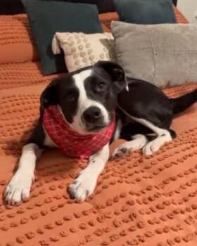 Rescue Black Labrador Retriever Dogs for Adoption in Penryn, California - Robin | PetCurious