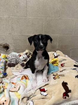 Mack -  Staffordshire Bull Terrier Dog for Adoption in Seal Beach, California - Mack | PetCurious