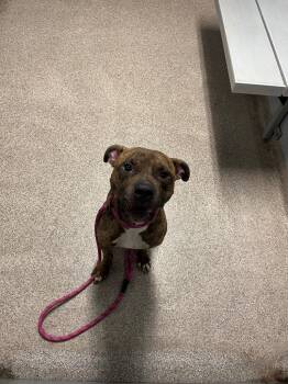 Rescue Pit Bull Terrier Dogs for Adoption in Troy, Ohio - Kaz | PetCurious