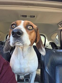 Rescue Beagle and Mixed Breed Dogs for Adoption in Edmond, Oklahoma - Beau | PetCurious