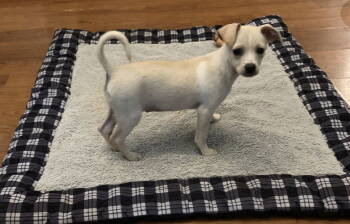 Rescue Chihuahua Dogs for Adoption in Greenville, South Carolina - Cotton | PetCurious