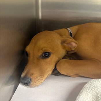 TX4069 Joey -  Mixed Breed Dog for Adoption in Port Washington, New York - TX4069 Joey | PetCurious