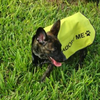 Ruby -  Belgian Shepherd Malinois Dog for Adoption in Fort Lauderdale, Florida - Ruby | PetCurious