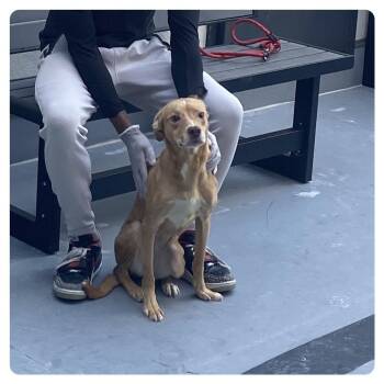 Catahoula Leopard Dog Dogs Available for Adoption in Philadelphia, Pennsylvania - Lady FKA Madam | PetCurious