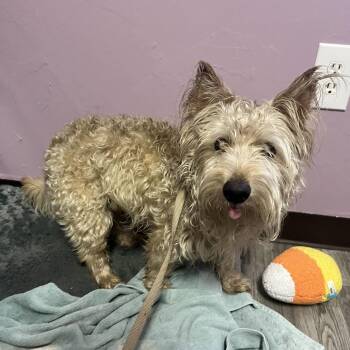 Wesley -  West Highland White Terrier Westie Dog for Adoption in Carencro, Louisiana - Wesley | PetCurious