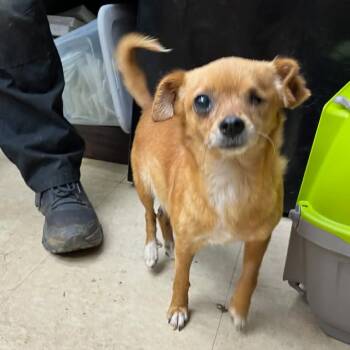 Marigold*adoption pending* -  Chihuahua Dog for Adoption - Marigold*adoption Pending* | PetCurious