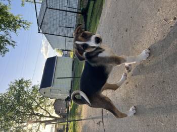 German Shepherd Dog Dogs Available for Adoption in Russiaville, Indiana - Snoop Dogg! Sweet Trained Boy!  | PetCurious